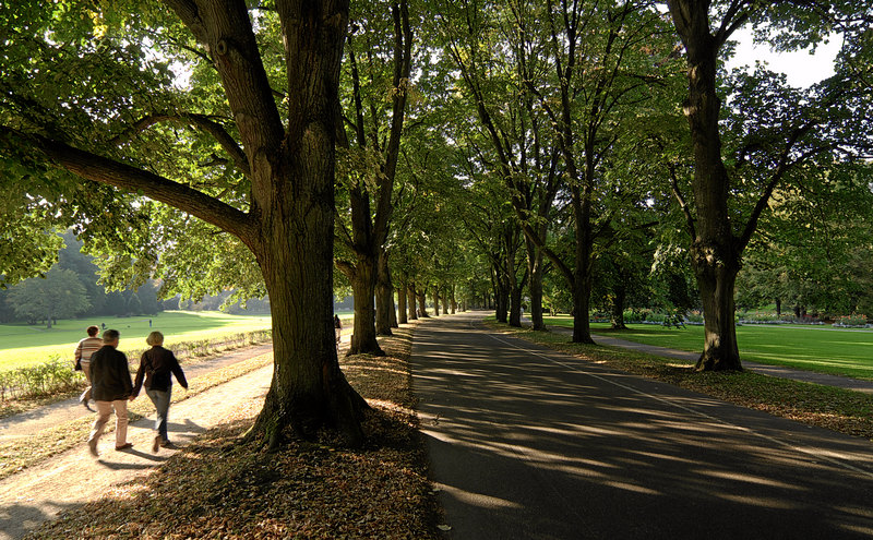 Trees along the Lichtentaler Allee promenade in Baden-Baden
