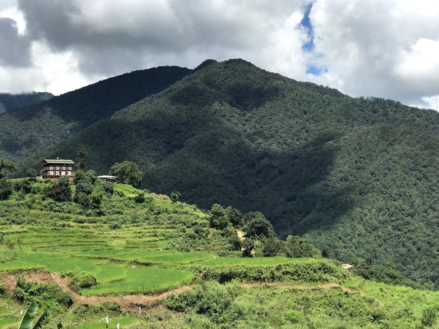 Rice terraces in Punakha valley, Bhutan