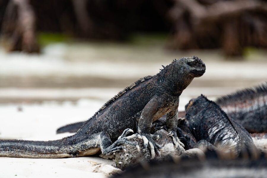 Group of marine iguanas basking on dark volcanic sand in the Galápagos