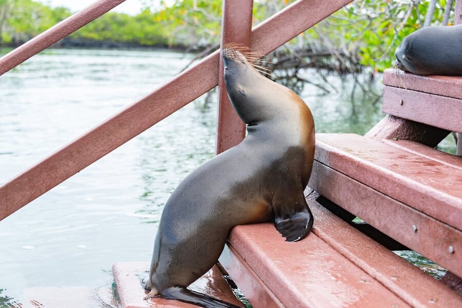 A Galápagos sea lion resting on wooden steps by the water