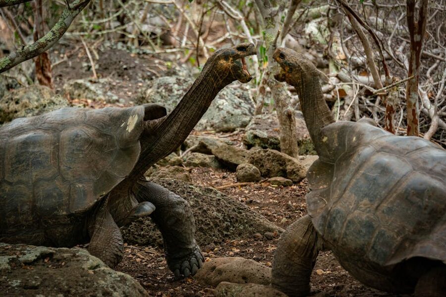 Two large Galapagos tortoises on the highlands of San Cristobal Island