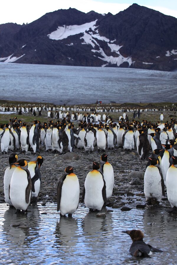 King penguin colony at St Andrews Bay, South Georgia, with thousands of birds visible across a wide beach