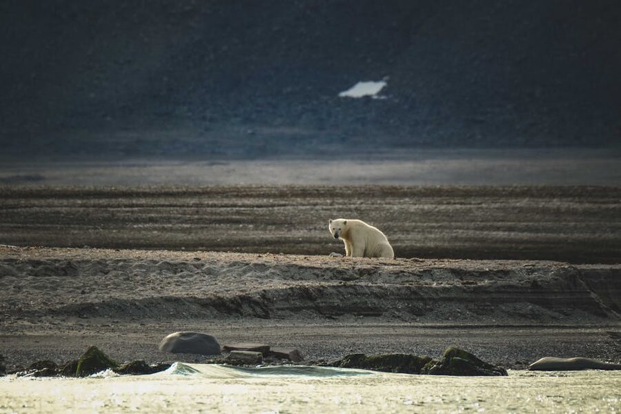 A solitary polar bear on rocky tundra in Svalbard