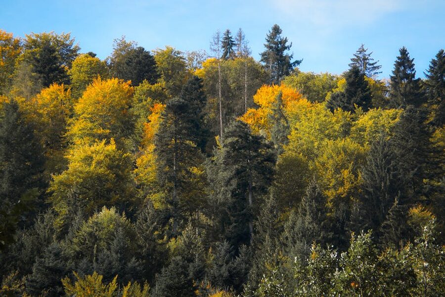 Autumn colours in the Black Forest, Bad Liebenzell