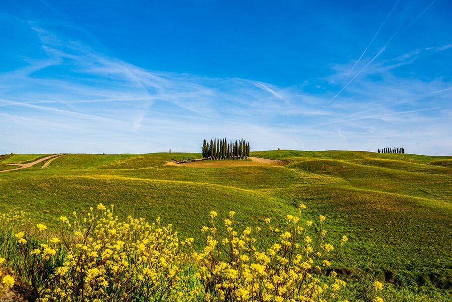 Cypress trees lining a Tuscan road