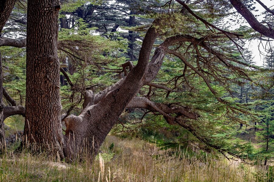 An ancient cedar tree of Lebanon in a mountain forest