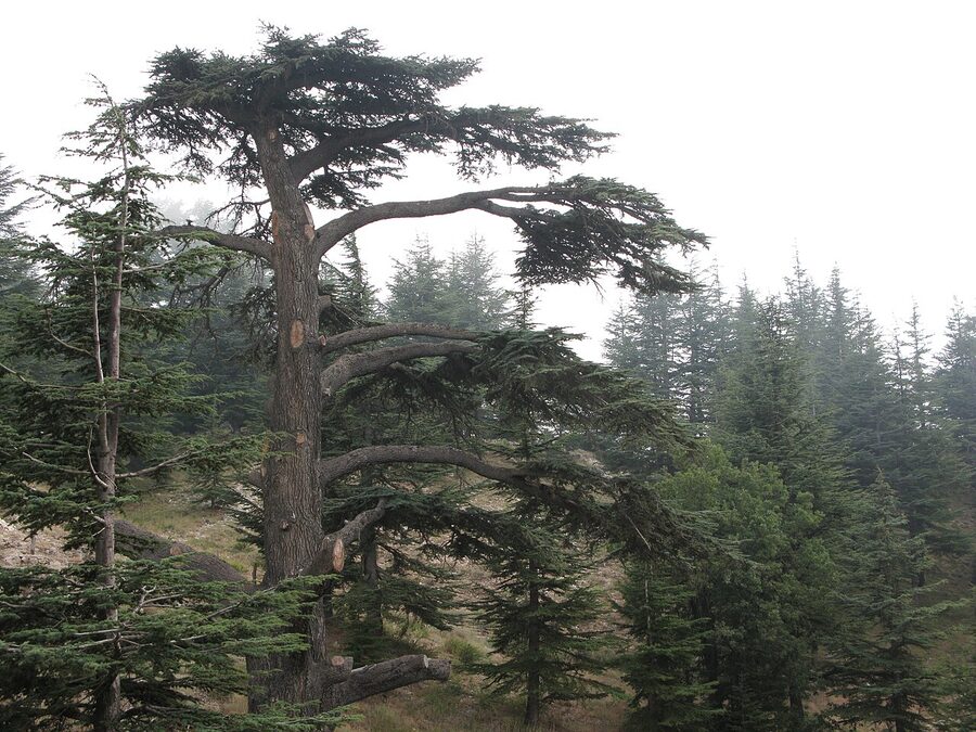Cedars of God grove near Bsharri, Lebanon, with ancient cedar trees