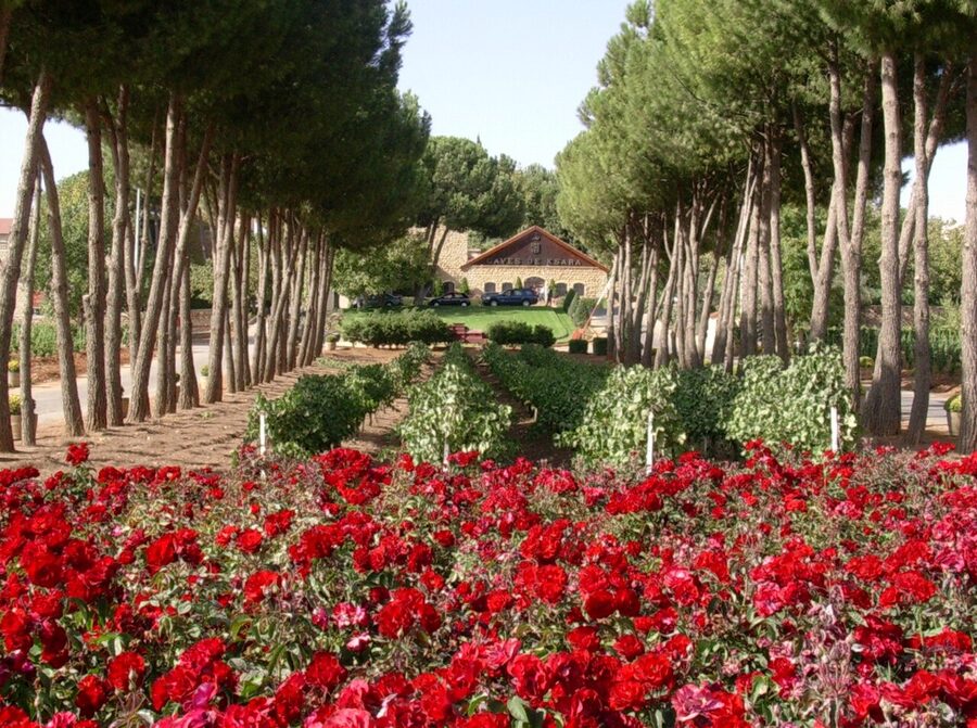 Vineyards at Chateau Ksara in the Bekaa Valley, Lebanon