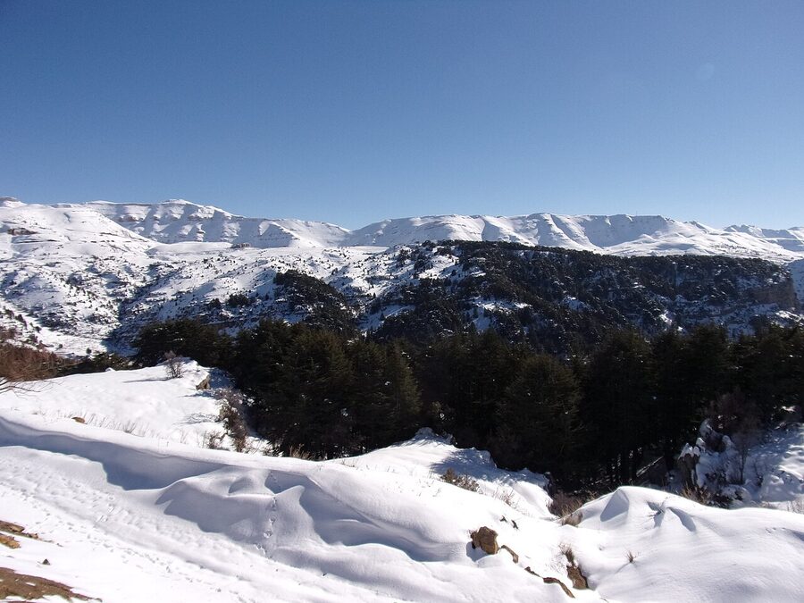 Cedars of Tannourine, a forest reserve in northern Lebanon