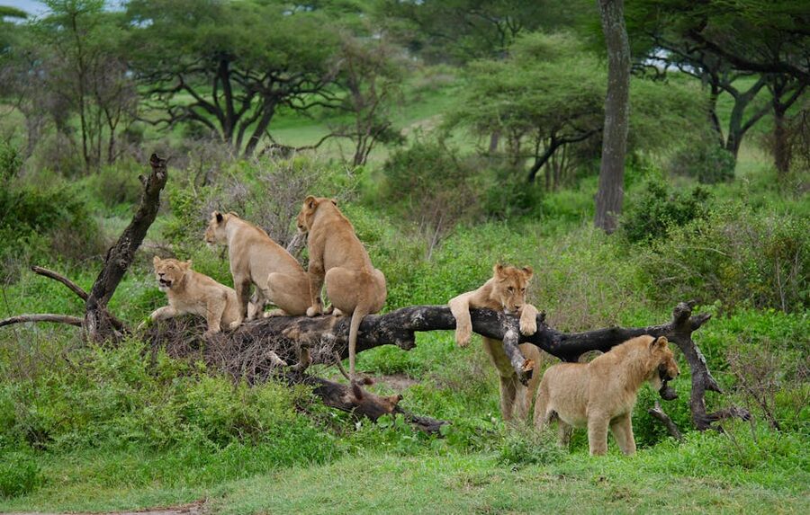 African lions resting in the Serengeti savannah landscape