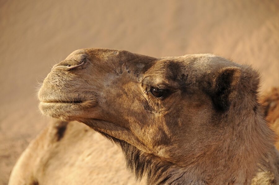 Camel trek crossing the Sahara dunes near Merzouga
