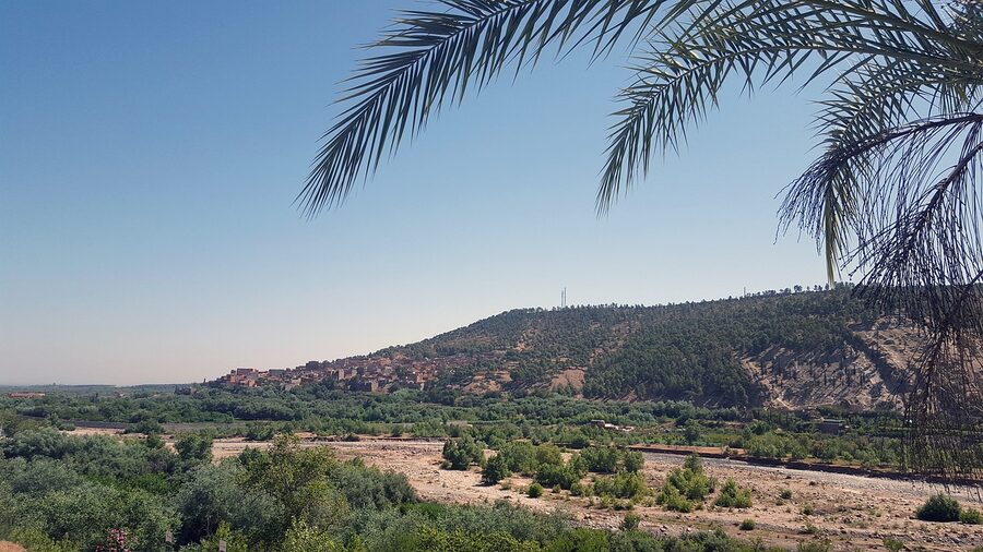 Marrakech palms with the Atlas Mountains behind